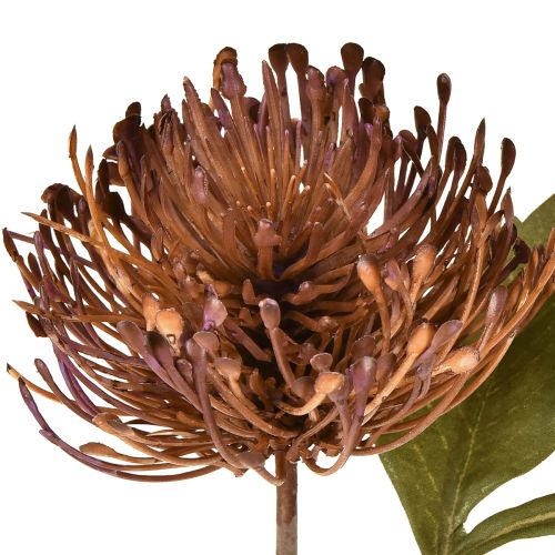 Produkt Protea sztuczna igielnica Leucospermum fioletowa 30cm 6 szt.