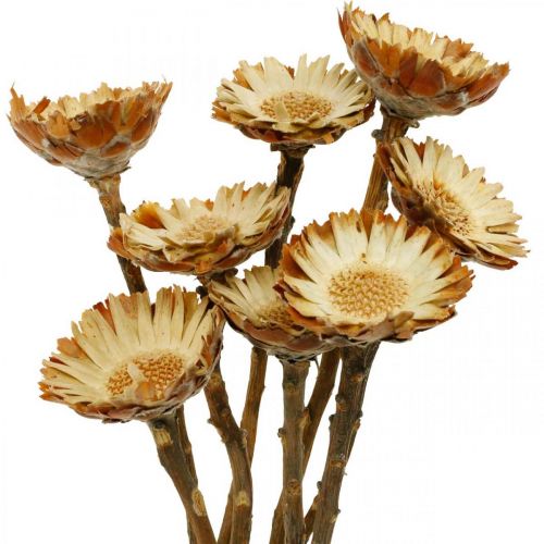 Floristik24 Protea Compacta Rosette Nature Suszony Kwiat Krzew Cukrowy 8szt.