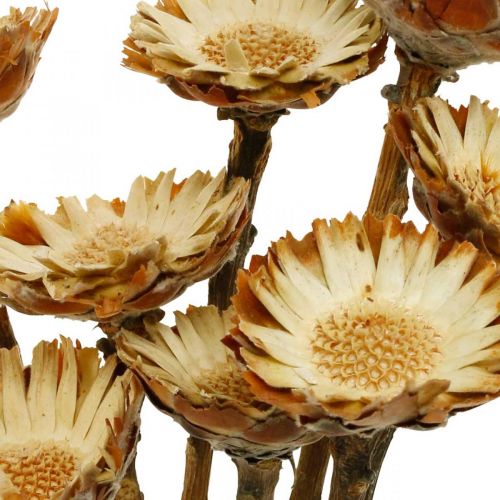 Floristik24 Protea Compacta Rozeta Naturalny Suszony Kwiat Krzew Cukrowy 8 szt