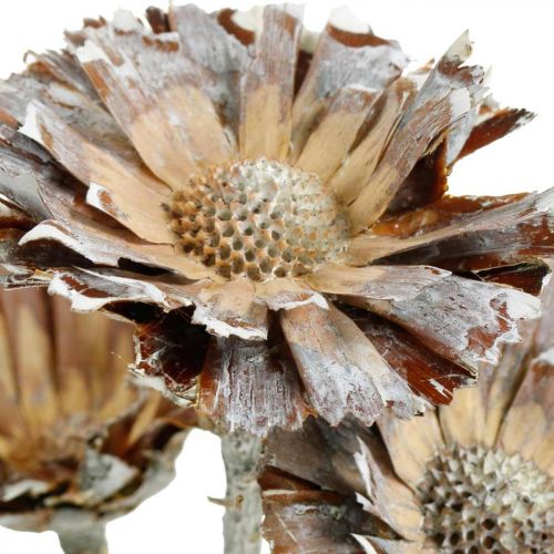 Floristik24 Egzotyczna Mieszanka Protea Rozeta Naturalna, Biały Suszony Kwiat 9 szt