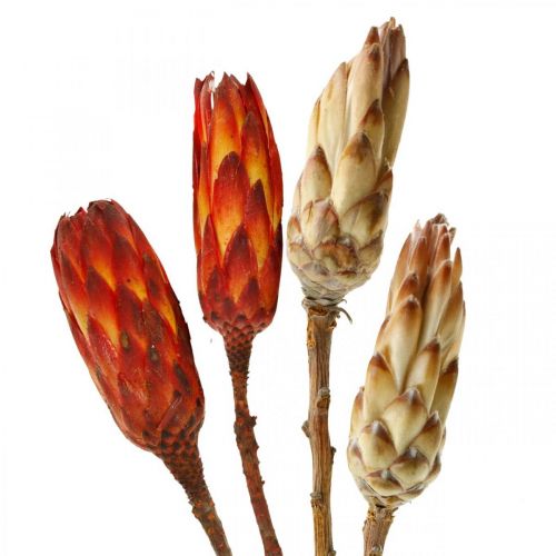 Floristik24 Protea Mix, suszone kwiaty Respens naturalne/czerwone 13szt