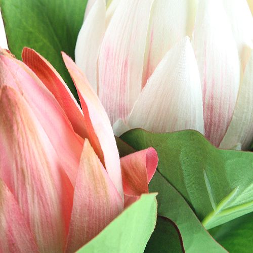 Floristik24 Protea różowa 54cm 2szt.