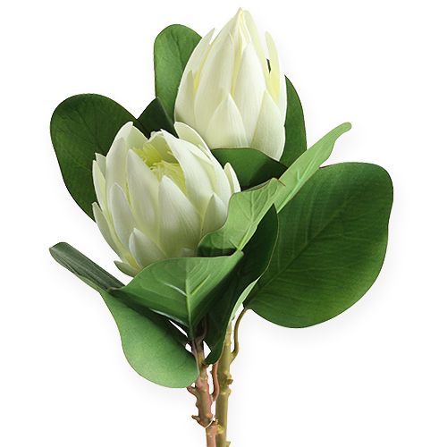 Floristik24 Protea Biała 54cm 2szt.