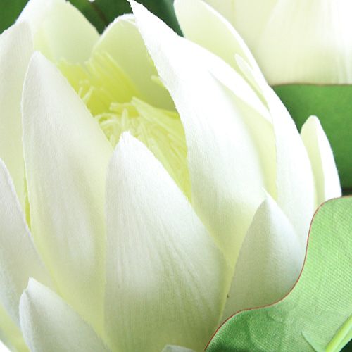 Floristik24 Protea Biała 54cm 2szt.