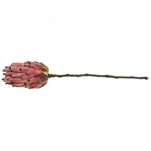Floristik24 Sztuczna Protea Czerwona Egzotyczny sztuczny kwiat W55cm