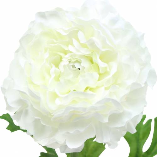 Produkt Ranunculus White H45cm