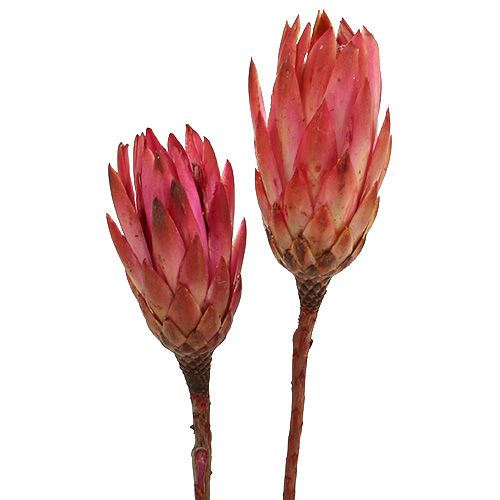 Produkt Repens Erika 25 szt