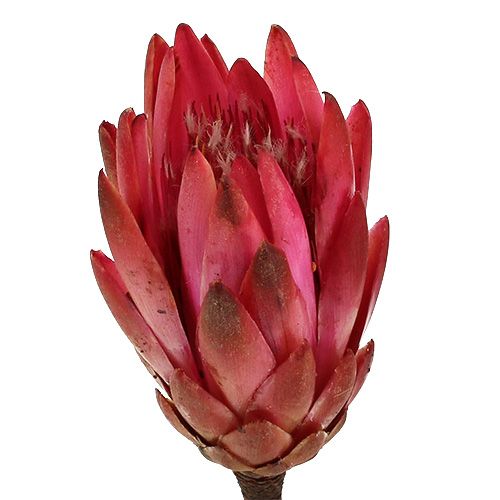 Produkt Repens Erika 25 szt