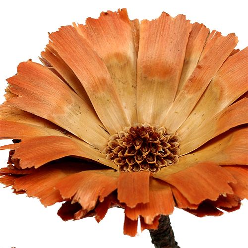 Produkt Repens Rozeta Naturalna 6-7cm 50 szt
