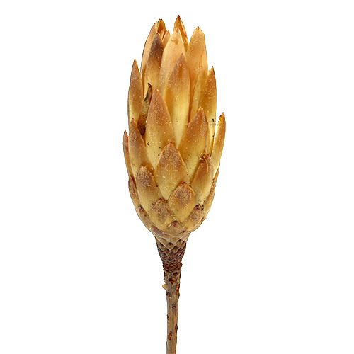 Produkt Repens krem 25 szt