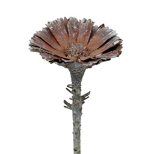 Produkt Rozeta Repens 6-7cm biała myta 25 szt