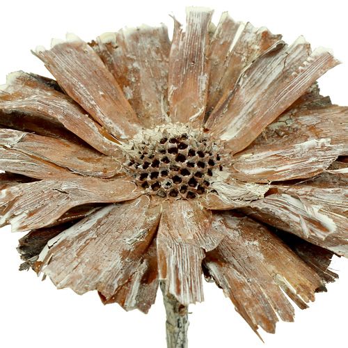 Produkt Rozeta Protea 8-9cm sprana biel 25szt