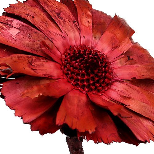 Produkt Repens Rozeta Erika 8cm - 9cm 25 szt