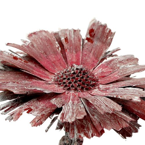 Produkt Rozeta Protea wrzos matowy Ø8-9cm 25 szt