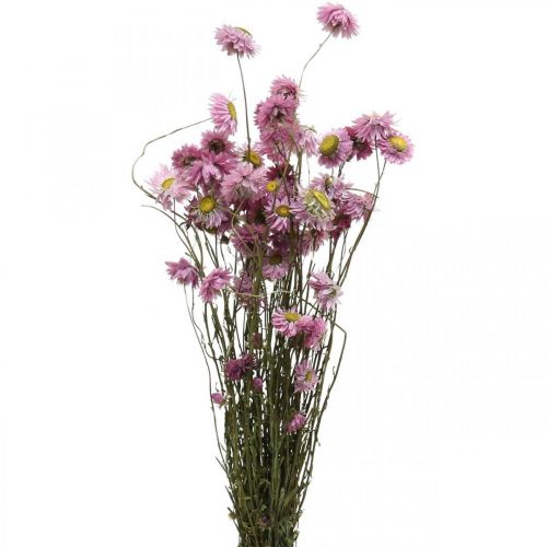 Floristik24 Kwiaty słomiane suszone kwiaty różowe acroclinium pęczek 20g