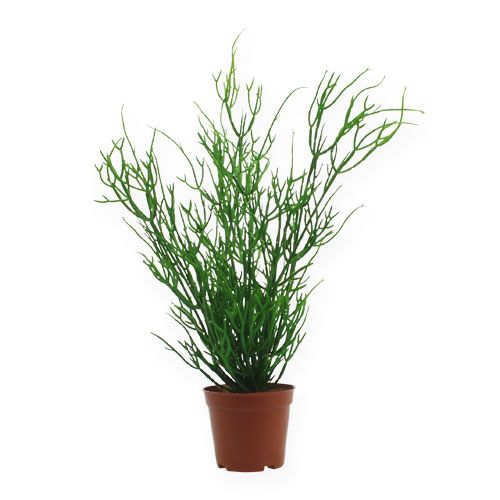 Floristik24 Rhipsalis w doniczce 32cm zielony