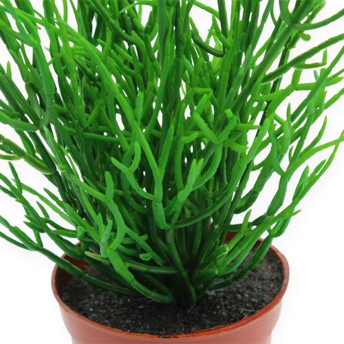 Floristik24 Rhipsalis w doniczce 32cm zielony