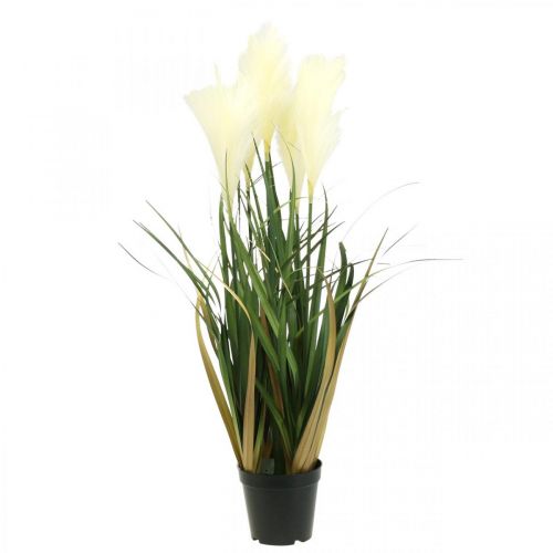 Floristik24 Trawa trzcinowa w doniczce Sztuczna roślina doniczkowa Kremowa, Zielona 79cm