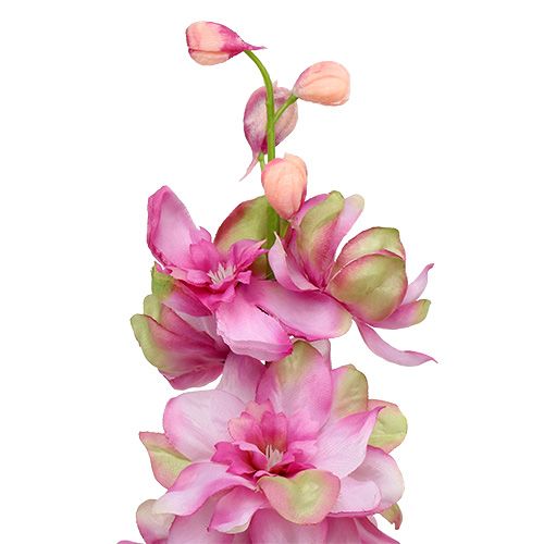 Floristik24 Delphinium Pink 60cm