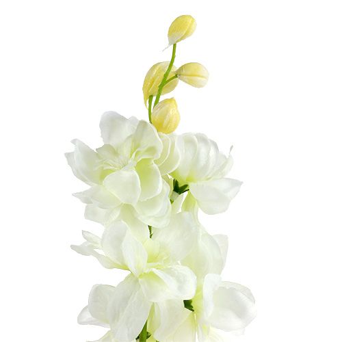 Produkt Delphinium White L60cm