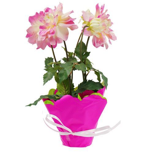 Floristik24 Rondela Ø48cm bicolor różowo-zielony 50szt.