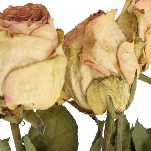 Floristik24 Róże ozdobne, suszony kwiat, suszone róże, Walentynki, kwiaty pogrzebowe, róże rustykalne żółto-różowe dł.48cm 5szt