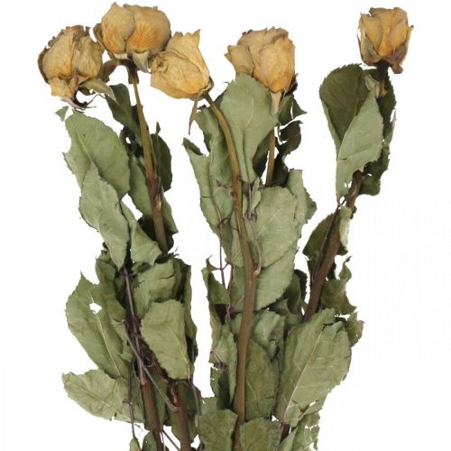 Floristik24 Suszona róża kwiatowa, Walentynki, suszona florystyka, rustykalne róże dekoracyjne żółto-fioletowe L45-50cm 5szt