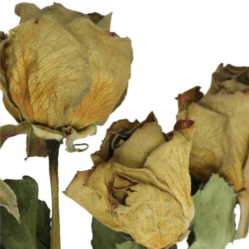 Floristik24 Suszona róża kwiatowa, Walentynki, suszona florystyka, rustykalne róże dekoracyjne żółto-fioletowe L45-50cm 5szt