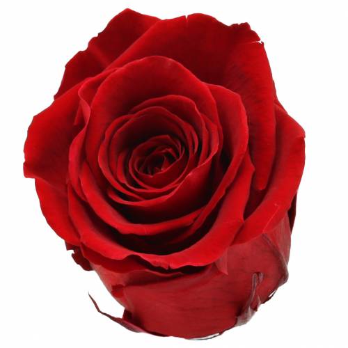 Floristik24 Róże nieskończoność duże Ø5,5-6cm czerwone 6szt