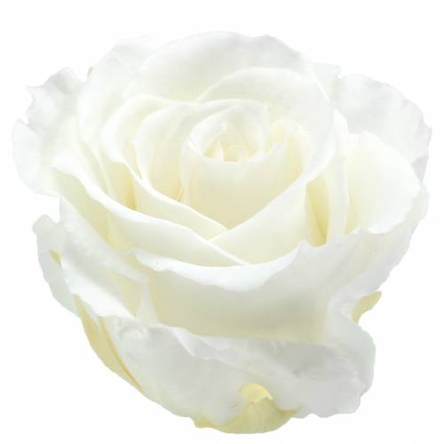 Floristik24 Róże nieskończoności duże Ø5,5-6cm białe 6szt