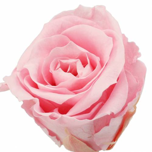 Wieczne róże średnie Ø4-4,5cm różowe 8szt