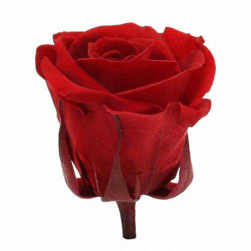 Produkt Zakonserwowane róże średnie Ø4-4,5cm czerwone 8szt