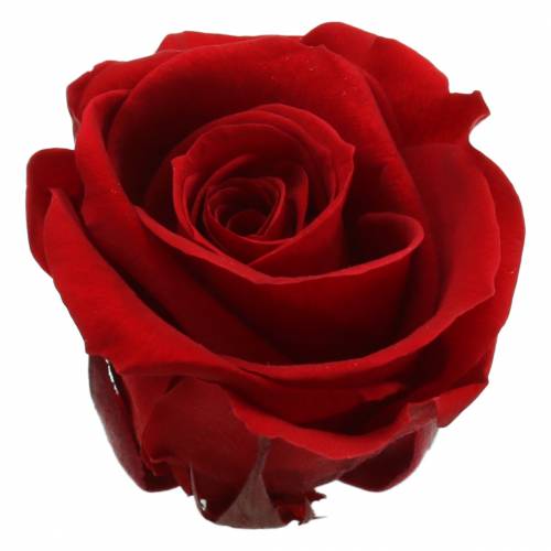Floristik24 Zakonserwowane róże średnie Ø4-4,5cm czerwone 8szt
