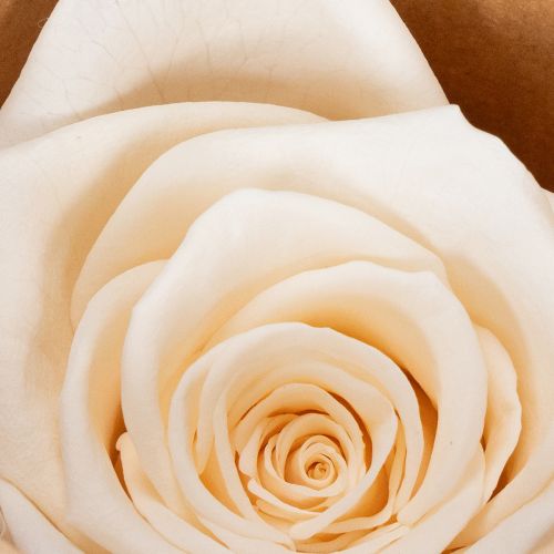 Produkt Główki róż, kwiaty konserwowane do eleganckich kompozycji kwiatowych, 5cm, 6 szt.