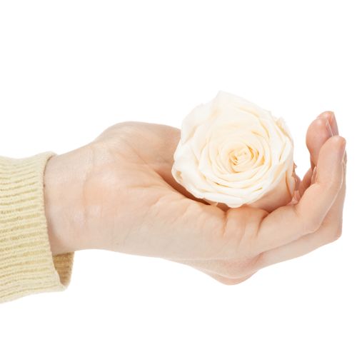 Produkt Główki róż, kwiaty konserwowane do eleganckich kompozycji kwiatowych, 5cm, 6 szt.