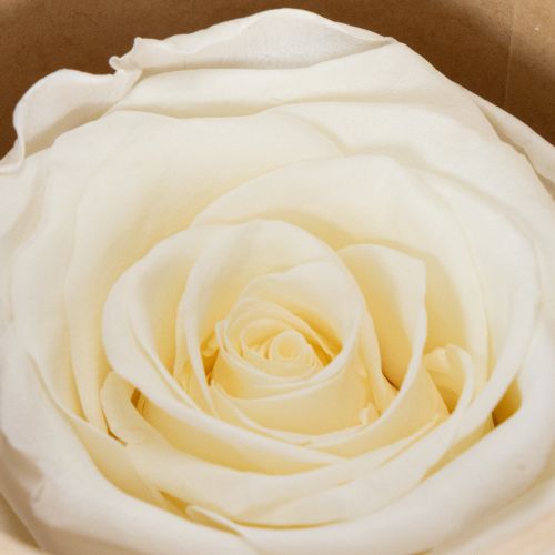 Produkt Zakonserwowane główki róż, trwała dekoracja stołu na romantyczną atmosferę, dekoracja ślubna, 5 cm, 6 sztuk