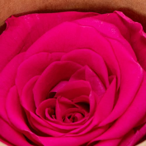 Produkt Dekoracje z zakonserwowanych róż, prawdziwe kwiaty do dekoracji stołu, wyjątkowe i zrównoważone kwiaty, 5 cm, 6 sztuk