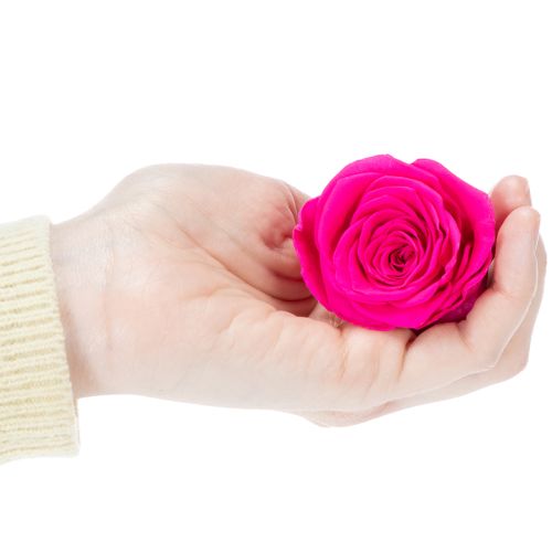 Produkt Dekoracje z zakonserwowanych róż, prawdziwe kwiaty do dekoracji stołu, wyjątkowe i zrównoważone kwiaty, 5 cm, 6 sztuk