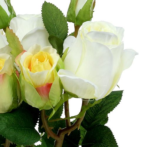 Floristik24 Bukiet róż kremowy 40cm