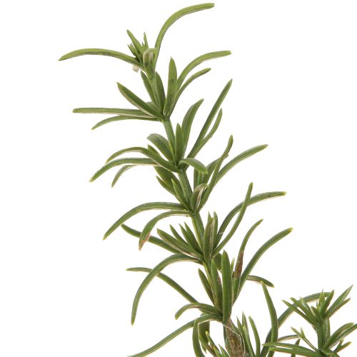 Produkt Rozmaryn sztuczne zioła z 8 gałązkami i łodygą 32cm 3 szt