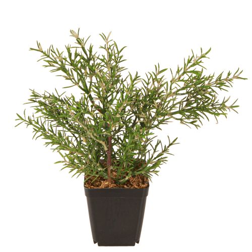 Floristik24 Rozmaryn w doniczce sztuczne zioła zielone rośliny wys. 24cm