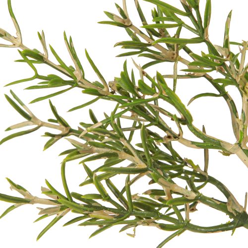 Produkt Rozmaryn w doniczce sztuczne zioła zielone rośliny wys. 24cm