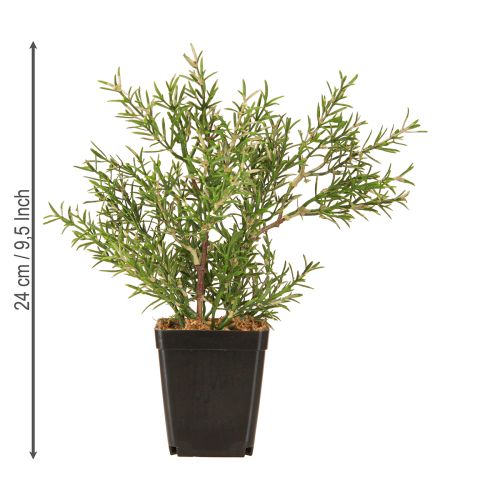 Produkt Rozmaryn w doniczce sztuczne zioła zielone rośliny wys. 24cm