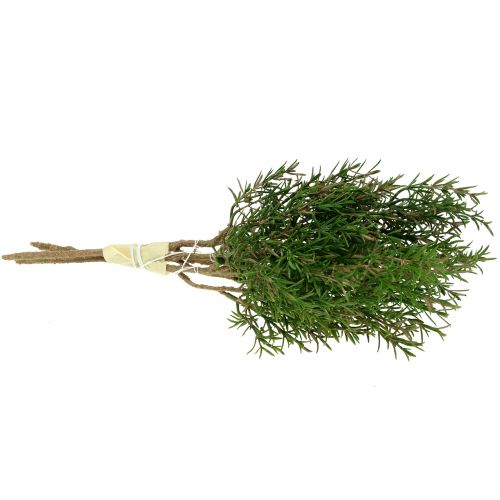 Floristik24 Gałązka rozmarynu 36cm 3szt.