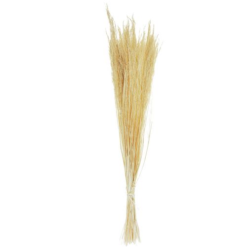 Floristik24 Trawa gięta Agrostis Capillaris Trawa sucha bielona 65cm 80g
