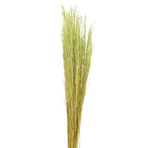 Trawa Wygięta Agrostis Capillaris Trawy Suche Zielone 65cm 80g