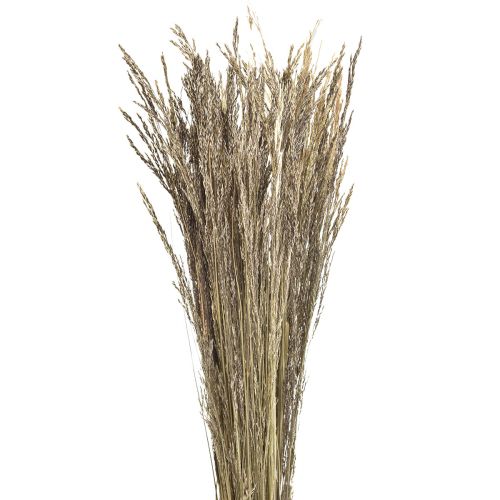 Floristik24 Trawa Wygięta Agrostis Capillaris Trawa Sucha Natura 60cm 80g