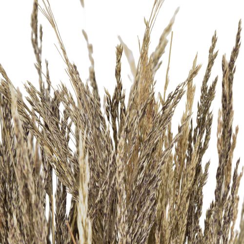 Floristik24 Trawa Wygięta Agrostis Capillaris Trawa Sucha Natura 60cm 80g