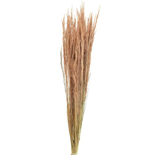 Floristik24 Trawa gięta czerwona Agrostis Trawa sucha czerwono-brązowa 65cm 80g