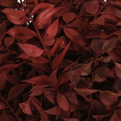 Produkt Gałązki dekoracyjne Ruscus Red suszone na drucie 20cm 1 pęczek